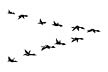 028B Ducks in Formation