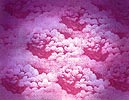 9-Step: Cloud Cumulus